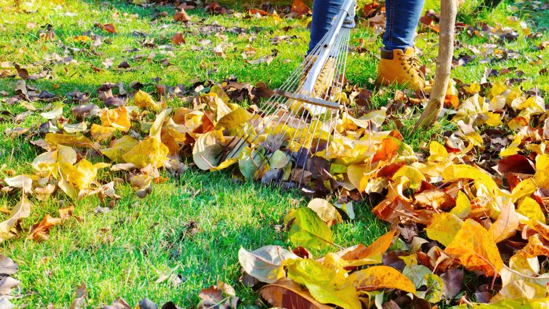 Leaves Raking