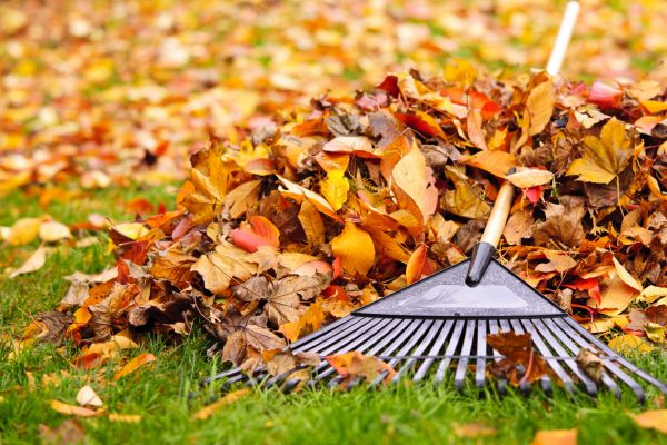 Cost of Leaves Removal in Cherry Hill