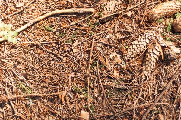Cost of Pine Needles Removal in Cherry Hill