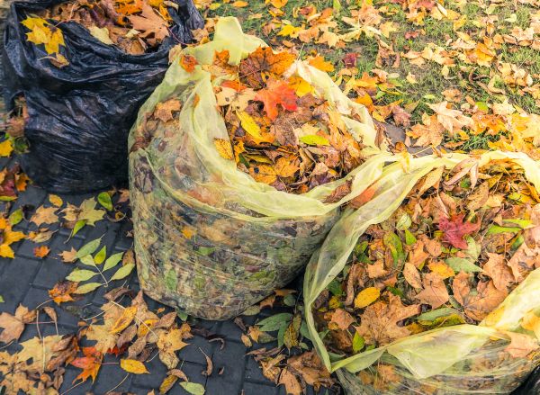 Cost of Yard Cleanup Service in Cherry Hill