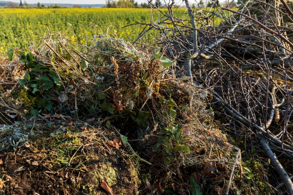 Cost of Brush Disposal in Cherry Hill