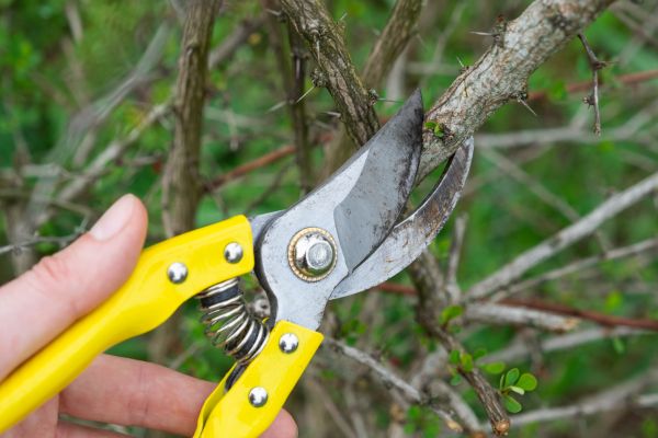 Cost of Limbs Removal in Cherry Hill