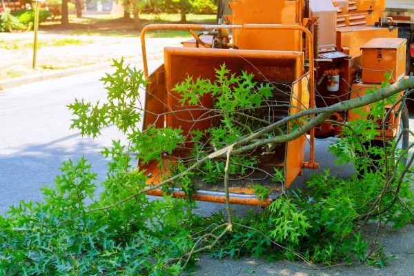 Cost of Tree Branches Removal in Cherry Hill