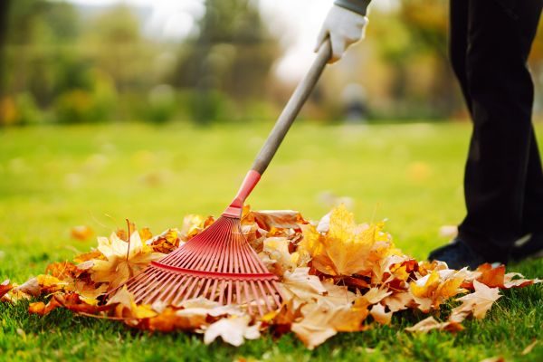 Cost of Ditch Leaf Removal in Cherry Hill