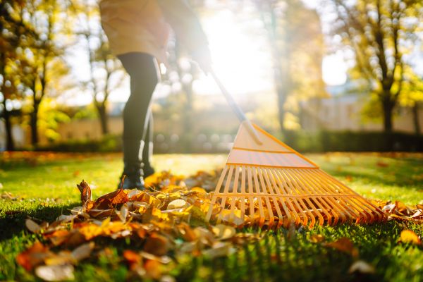 Cost of Leaves Raking in Cherry Hill