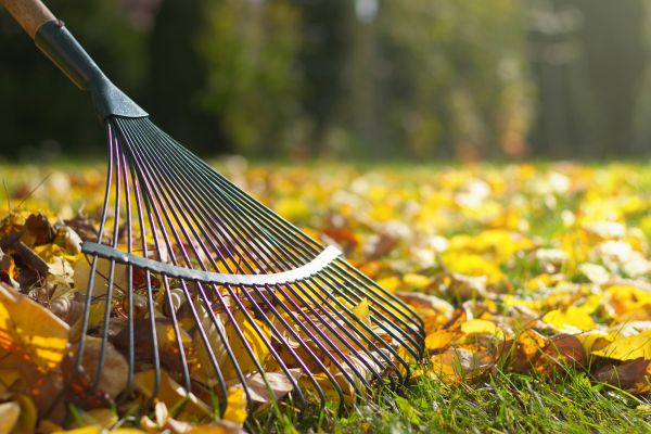 Cost of Leaf Removal in Cherry Hill